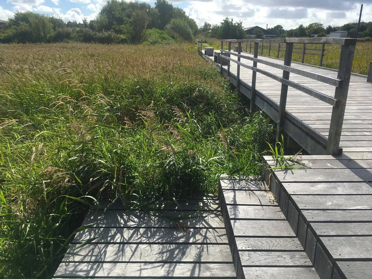 Træbroen i lokalt egetræ leder fra havnen mod den gamle handelsplads
